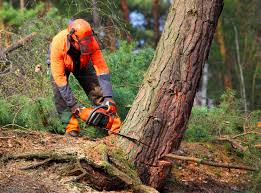 Best Stump Grinding and Removal  in Blair, NE